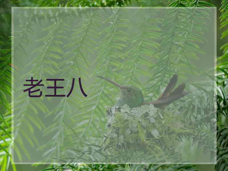 老王八 老王八