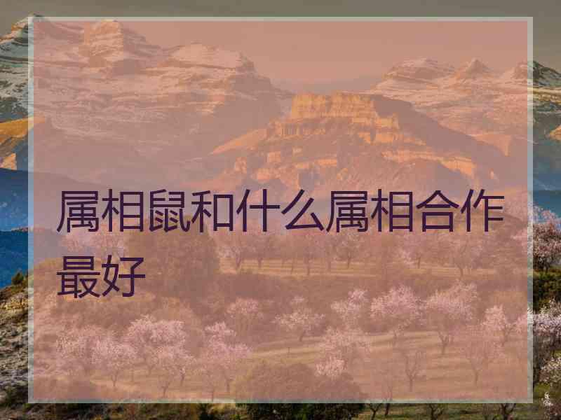 属相鼠和什么属相合作最好