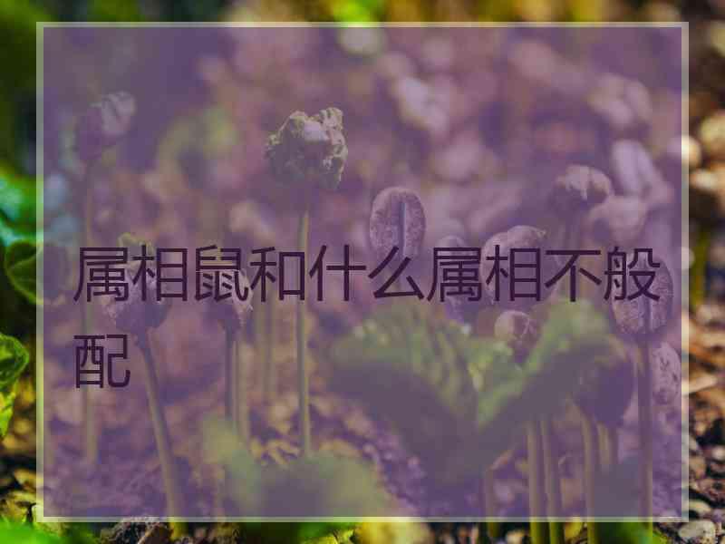 属相鼠和什么属相不般配